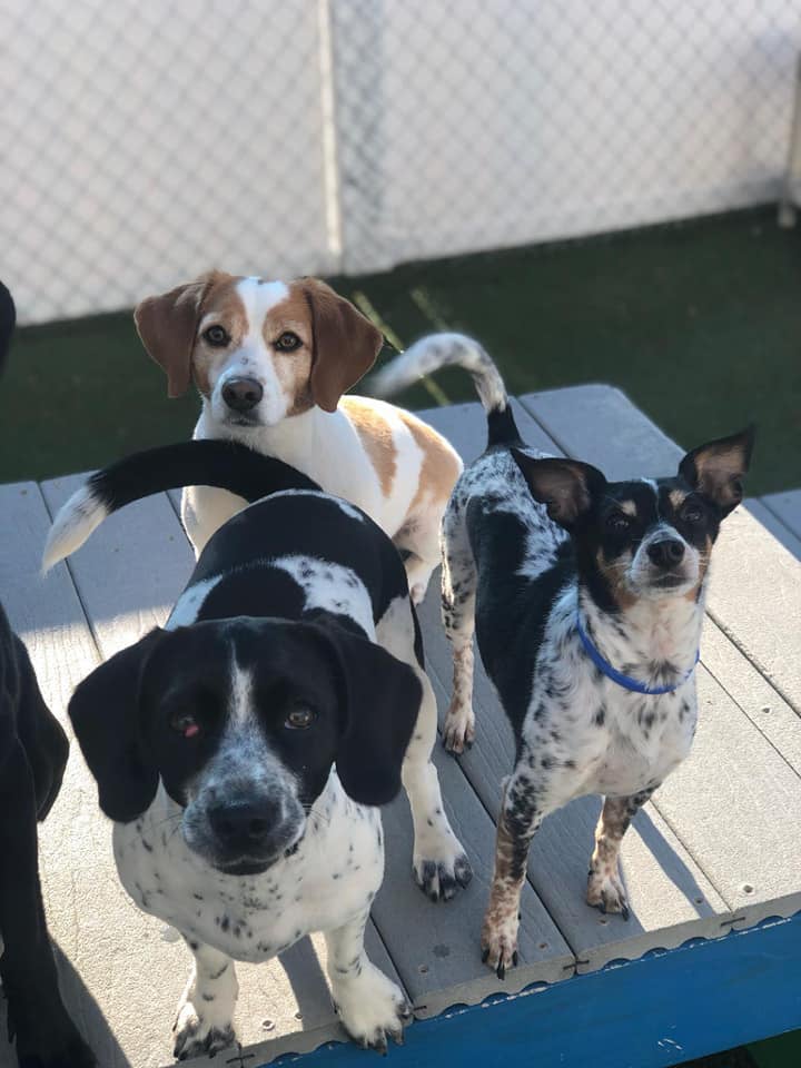 3-dogss