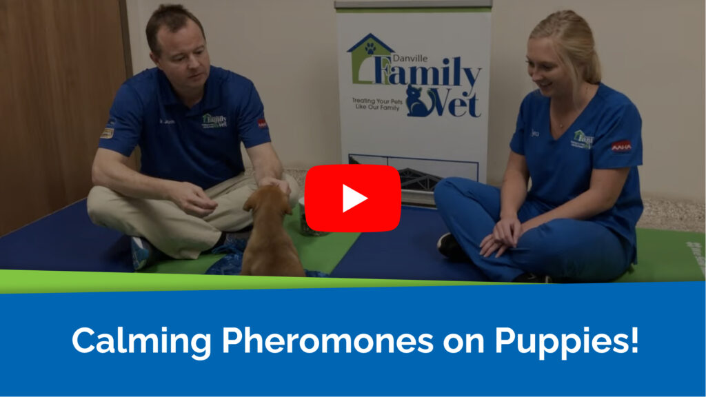 Calming Pheromones on Puppies