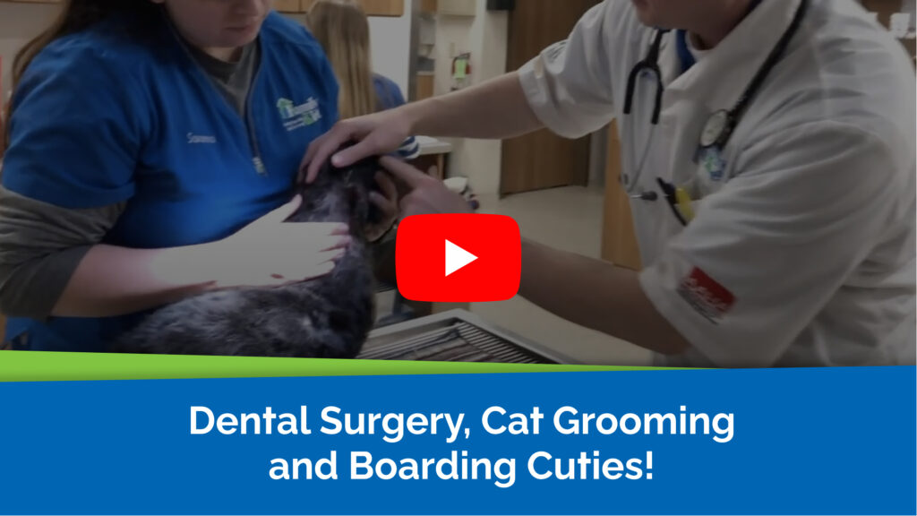 Dental Surgery, Cat Grooming and Boarding Cuties!