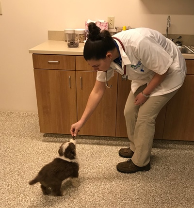 Dr.-Rohrig-puppy1