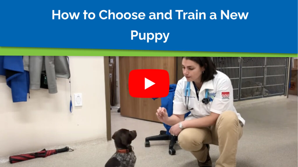 How to Choose and Train a New Puppy