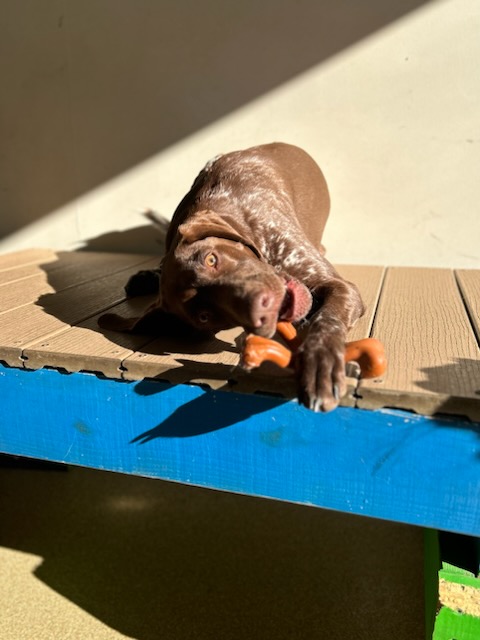 luxury-pet-boarding6