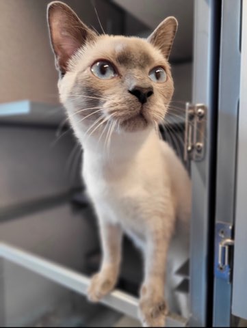 luxury-pet-boarding2
