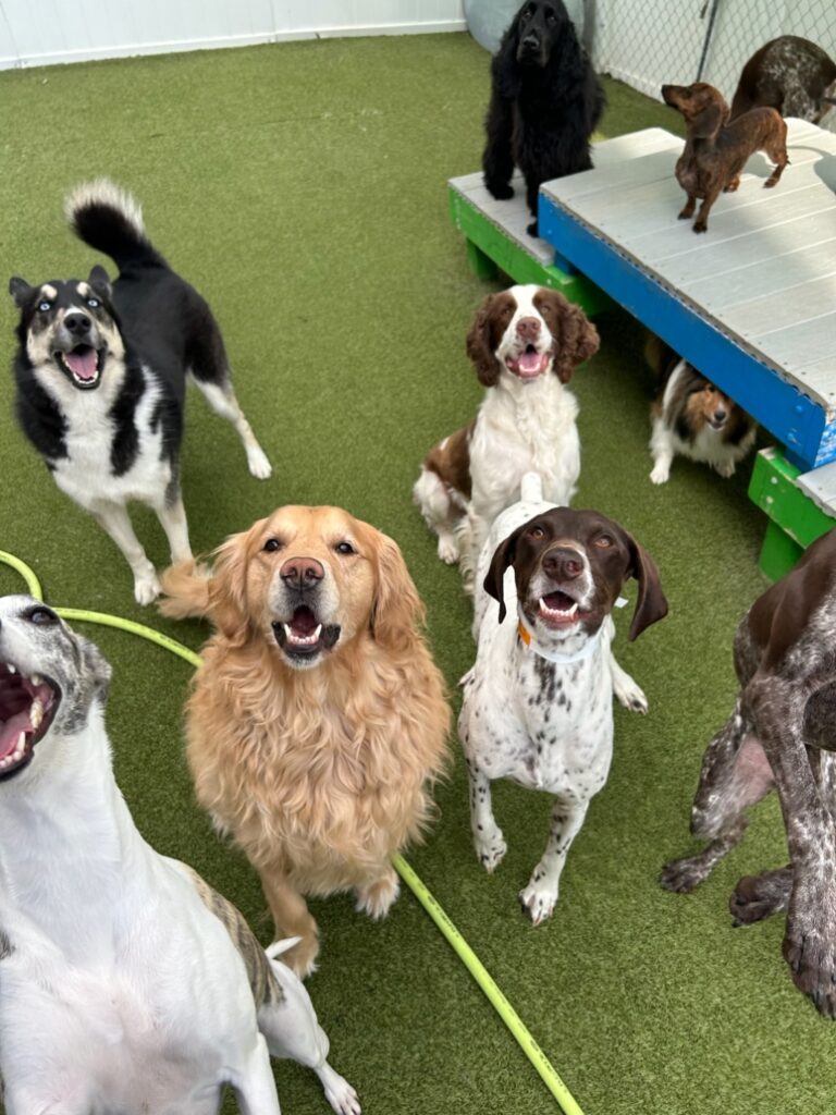 luxury-pet-boarding1