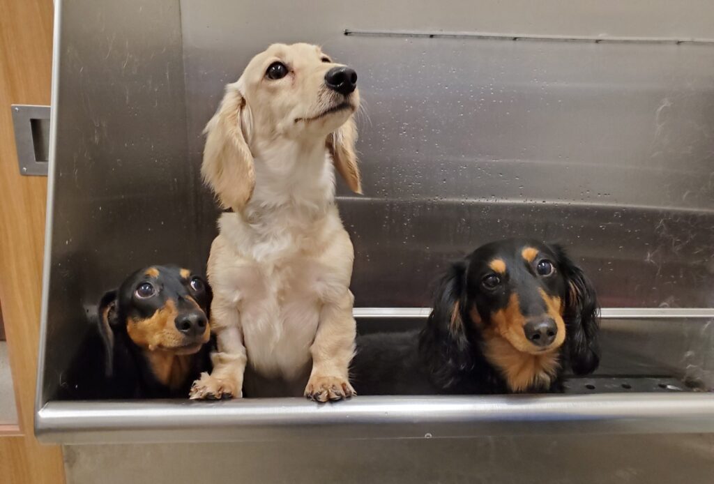 doggrooming1