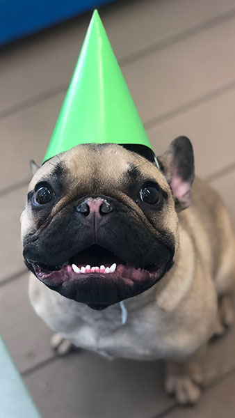 bday-bulldog_338x600
