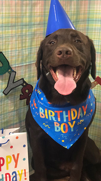 bday-chocolate-lab_338x600