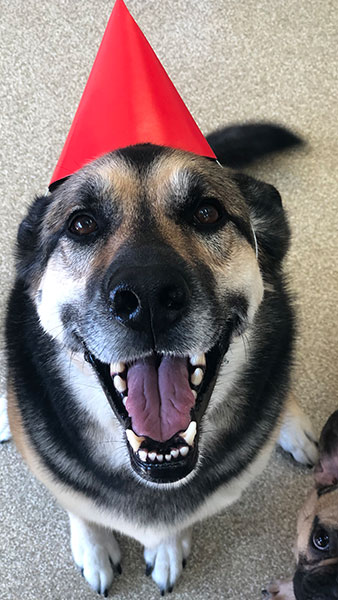 bday-shepherd_338x600