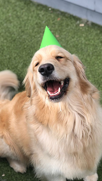 bday-yellow-lab_338x600