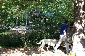 caswell-walking-dog_500x332