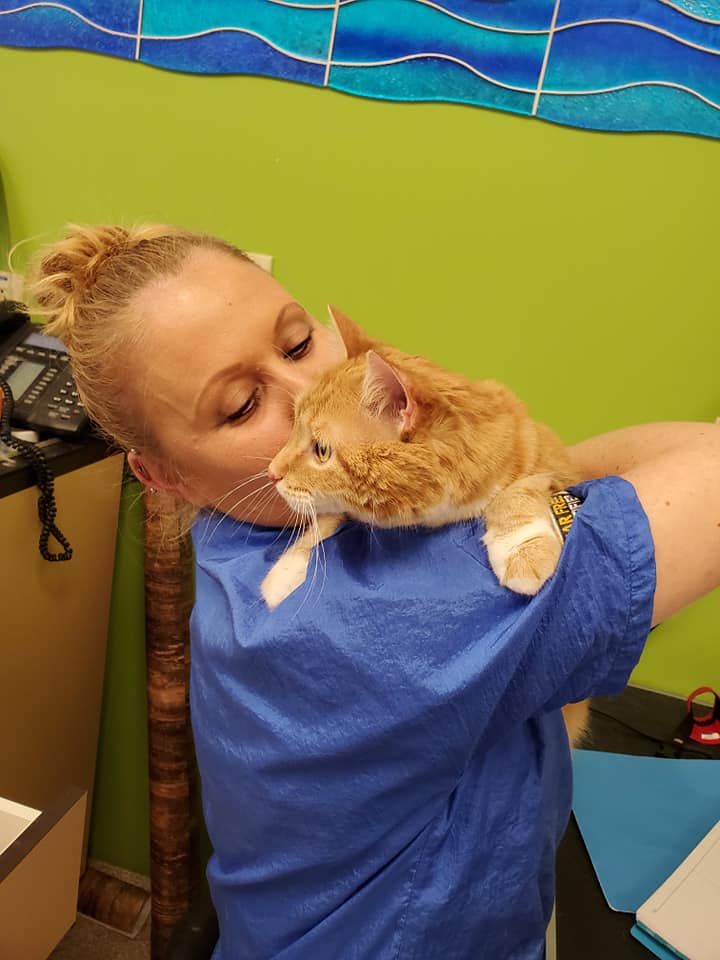 cat-groom