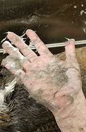 deshedding-2-