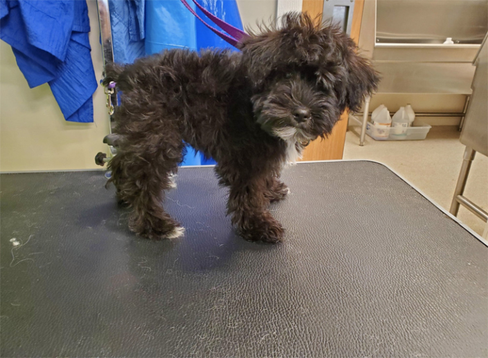 dog-705x518
