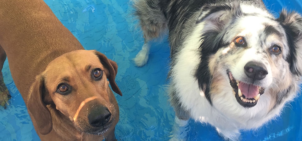 doggie-day-care-_opt