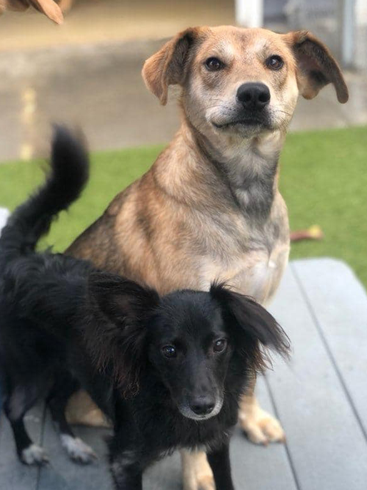 2dogs