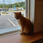 fb-review-cat