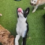 fb-review-dog