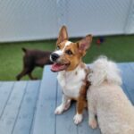 fb-review-dog