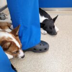 fb-review-dog