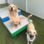 fb-review-dog