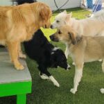 fb-review-dog