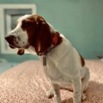 fb-review-dog
