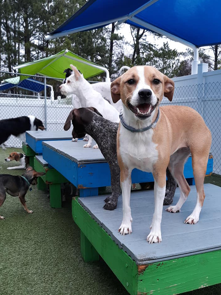 happy-dogs4