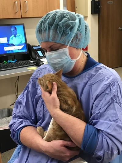 spay-neuter