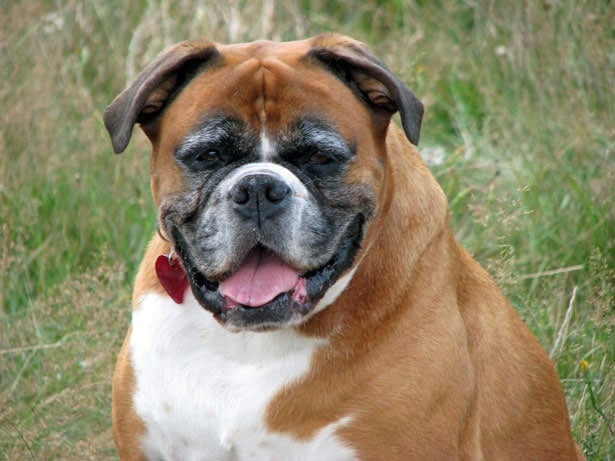 Boxer-dog