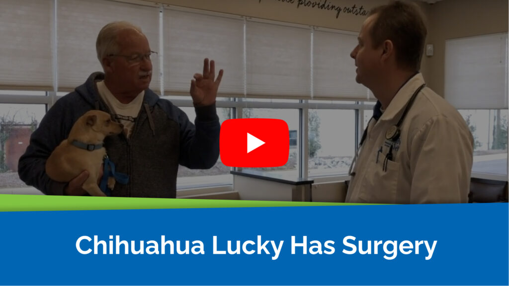 Chihuahua Lucky Has Surgery