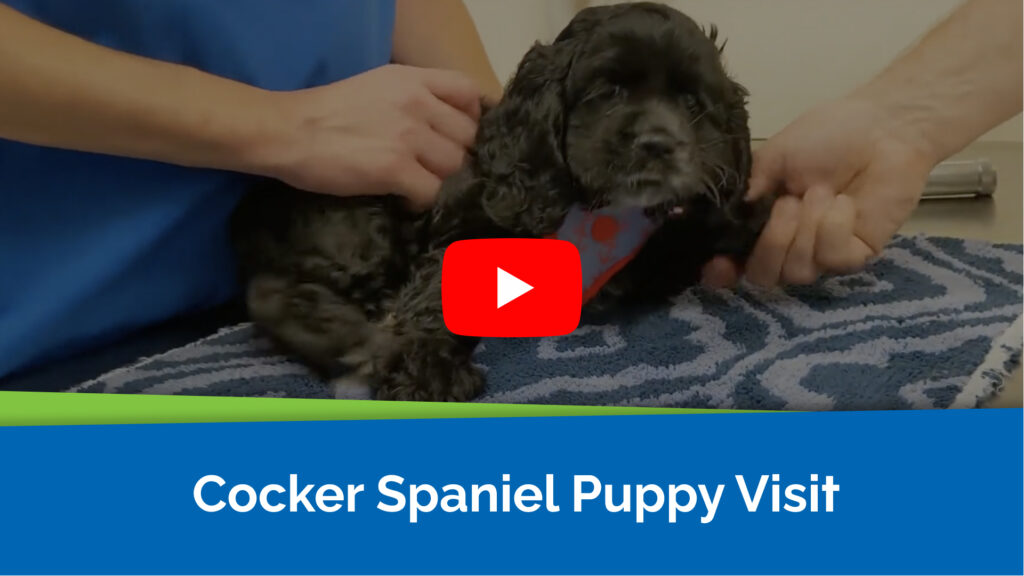 Cocker Spaniel Puppy Visit