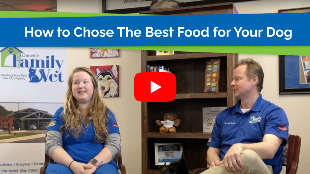 How to Chose The Best Food for Your Dog