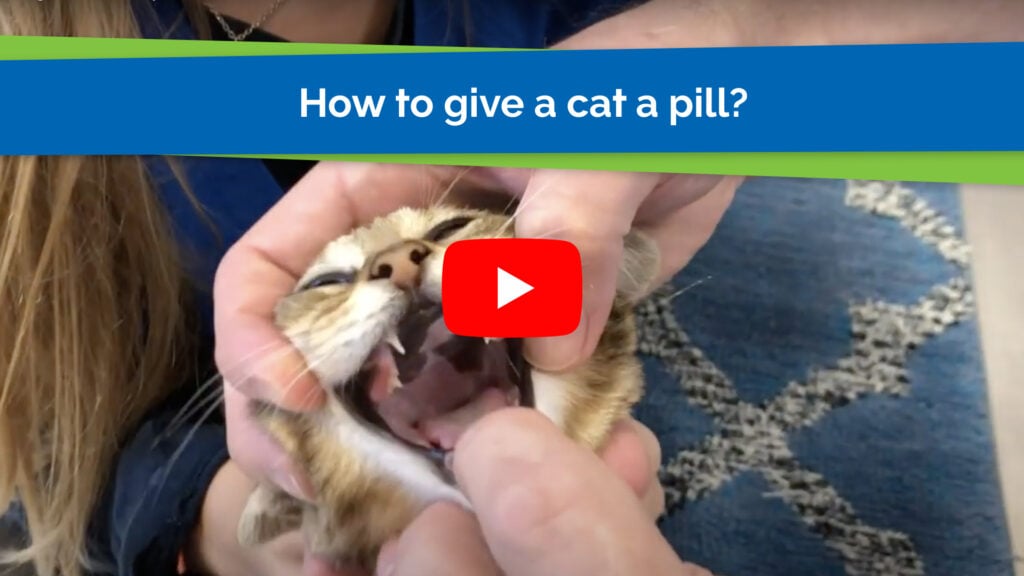 How to give a cat a pill