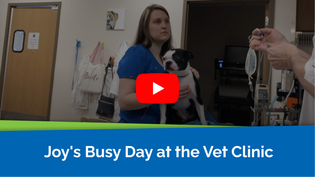 Joy's Busy Day at the Vet Clinic