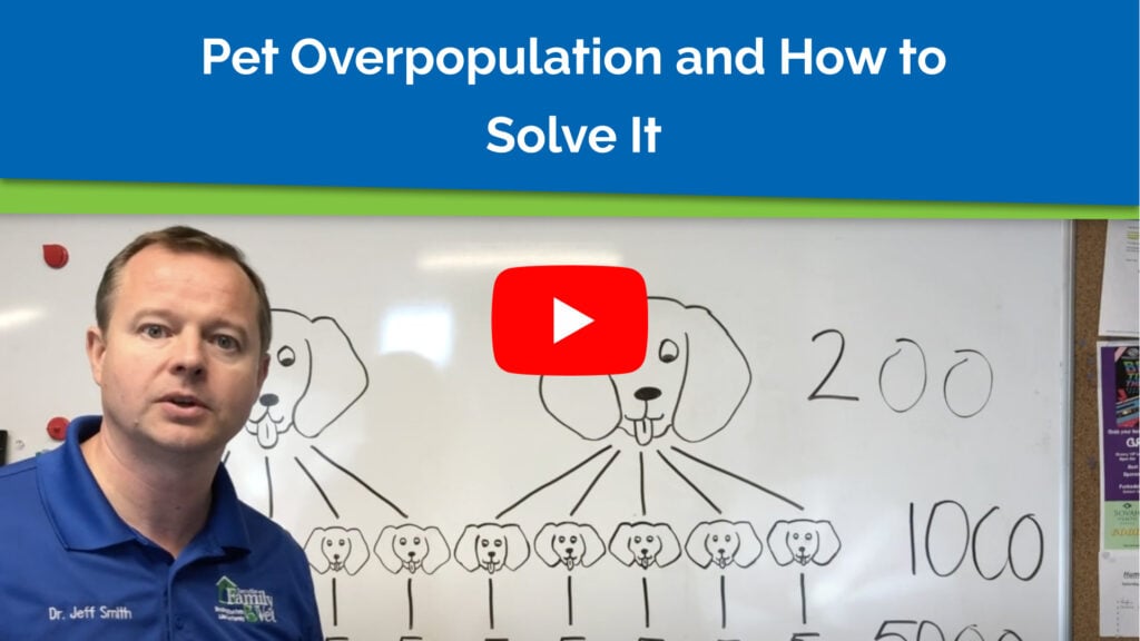 Pet Overpopulation and How to Solve It