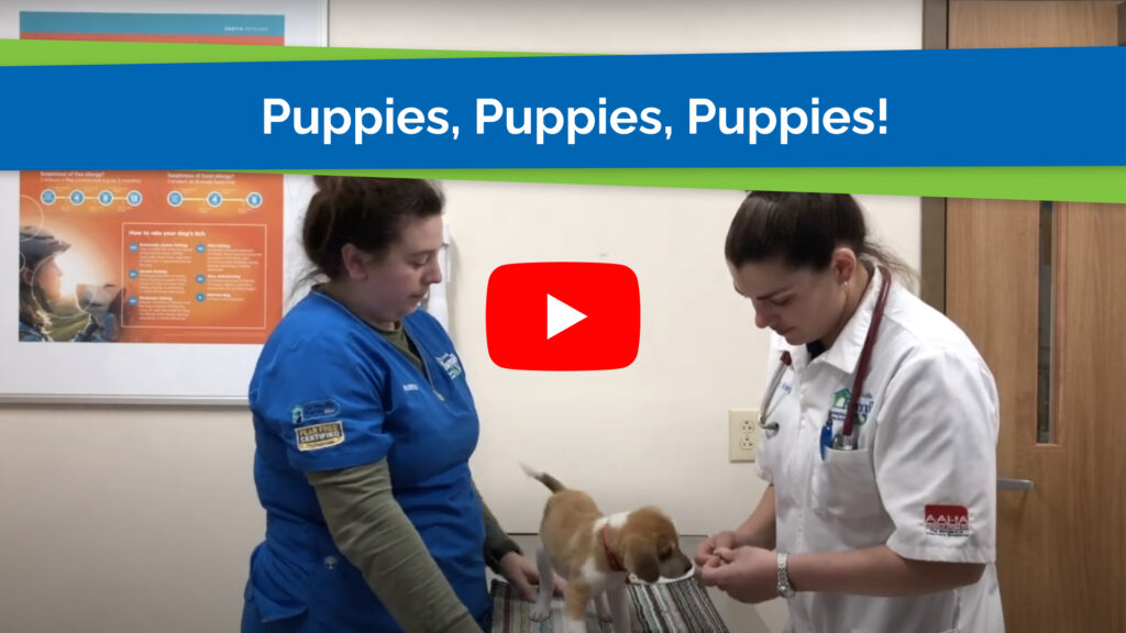 Puppies, Puppies, Puppies