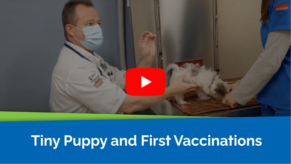 Tiny Puppy and First Vaccinations