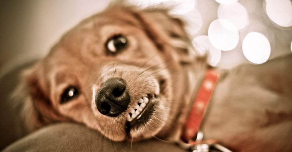 dog