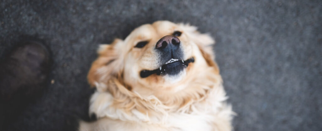 dog smile