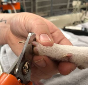 nail-trims-