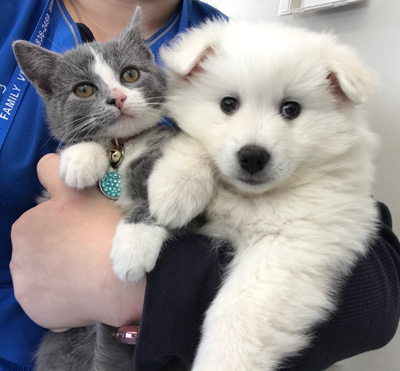puppy-and-kitten-program2